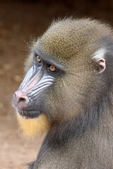Close view of mandrill monkey (Mandrillus sphinx)