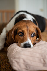 Beagle dog sleeping on bed