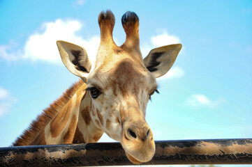 A giraffe's head leans gracefully beyond its enclosure, displaying a hint of innocent curiosity.