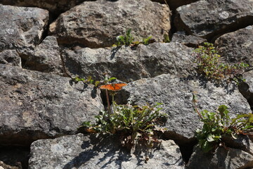 flowers on rock