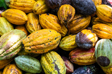 Close-up of freshly harvested cocoa pods, different colors of pods with respect to ripeness