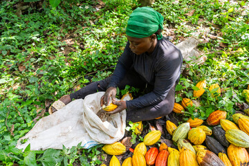 A farmer removes cocoa beans from the pods and places them in a sack
