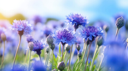 Fototapeta premium Cornflower Natural Colors , Background For Banner, HD