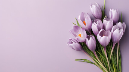 Obraz premium Crocus Natural Colors , Background For Banner, HD