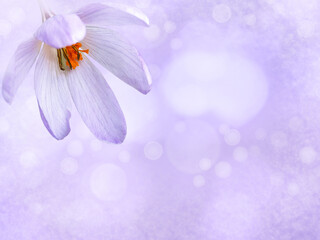 Purple crocus flower in the corner of the blurred background