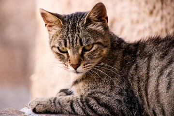 Naklejka na ściany i meble Closeup of a domestic cat sitting on the ground
