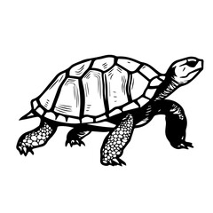Turtle Vector