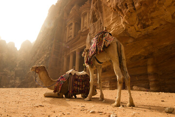 Two camels in front of Al-Khazneh in Petra. Jordan
