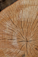 Tree stump texture. Cracked wood pattern. Log pattern, tree rings 