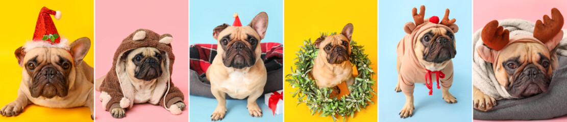 Christmas set of many cute dogs on color background