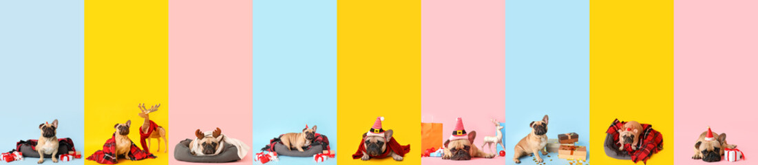 Christmas set of many funny dogs on color background