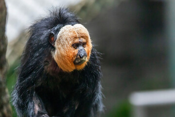 White-faced Saki -  Pithecia pithecia . called the Guianan saki and the golden-faced saki, is a species of the New World saki monkey.