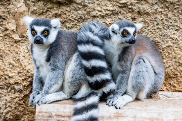 ring tailed lemur -  Lemur cattaa. The ring-tailed lemur is a medium- to larger-sized strepsirrhine primate, and the most internationally-recognized lemur species, owing to its long, black-and-white, 