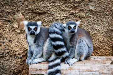 ring tailed lemur -  Lemur cattaa. The ring-tailed lemur is a medium- to larger-sized strepsirrhine primate, and the most internationally-recognized lemur species, owing to its long, black-and-white, 