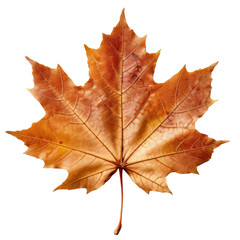 Obraz premium maple leaf on transparent background