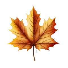 Obraz premium maple leaf on transparent background