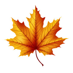 Fototapeta premium maple leaf on transparent background