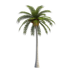 Obraz premium 3d illustration single palm tree, transparent background
