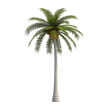 3d illustration single palm tree, transparent background