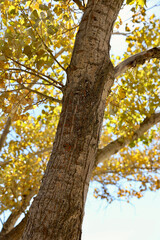 closeup of a tall birch tree with yellow and gold autumn leaves
