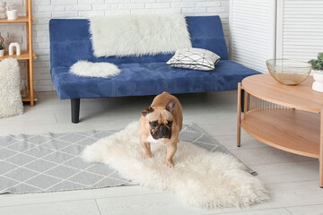 Cute French bulldog on fur carpet in living room - obrazy, fototapety, plakaty