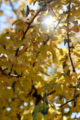 closeup of autumn birch leaves back lit against the sun