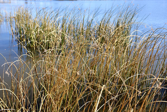 tall reeds on the bank of a lake