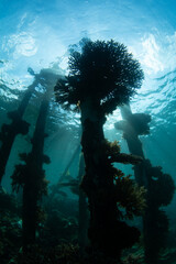 Fragile corals grow on a jetty found in northern Raja Ampat, Indonesia. Due to their three...