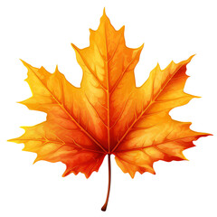 Fototapeta premium maple leaf on transparent background