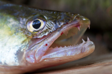 Zander and his Teeth in detail, the Fish from freshwater Deep, Sander lucioperca