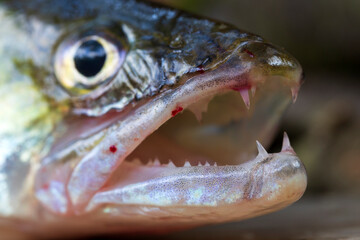 Zander and his Teeth in detail, the Fish from freshwater Deep, Sander lucioperca