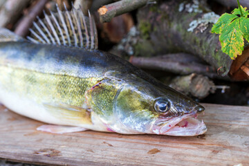 Zander and his Teeth in detail, the Fish from freshwater Deep, Sander lucioperca