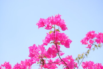 Pink bougainvillea flowers on blue sky background, close up