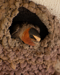 a close up of a cliff swallow in the Gila National Forest