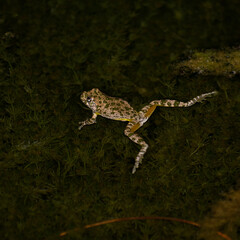 a canyon tree frog floating in a pool in the Gila National Forest