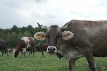 Closeup shot of grazing cows