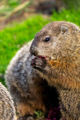 Naklejka na ściany i meble Close-up of a marmot (Marmota monax) eating fruit portrait
