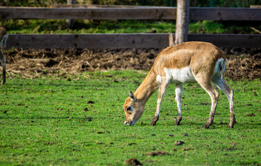 Naklejka na ściany i meble Deer eating grass in the park