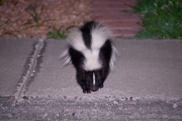 a close up of a skunk walking on a sidewalk in New Mexico