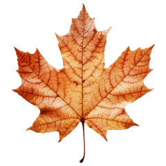 Obraz premium maple leaf on transparent background