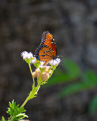 a close up of a butterfly drinking nectar from a flower in New Mexico