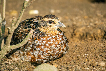 Female common pheasant (Phasianus colchicus) sitting on a ground looking at camera