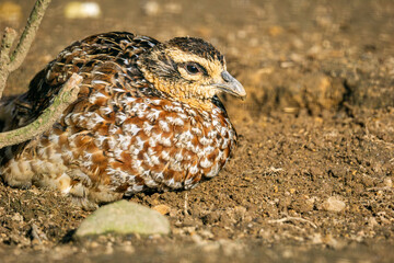 Female common pheasant (Phasianus colchicus) sitting on a ground looking at camera