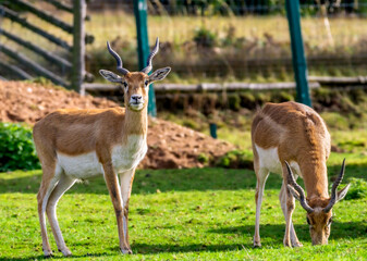 Naklejka na ściany i meble Two mountain gazelles (Gazella gazella), one staring and one eating in a wildlife conservation park