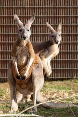Fototapeta premium two kangaroos in a zoo looking at camera