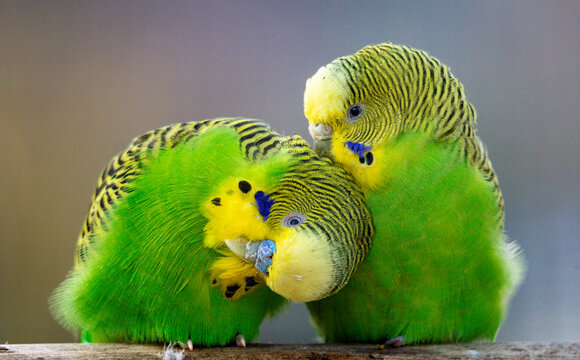 loving pair of budgerigar (Melopsittacus undulatus) isolated
