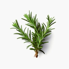 Fresh rosemary showcased with quality lighting on a white background.generative ai