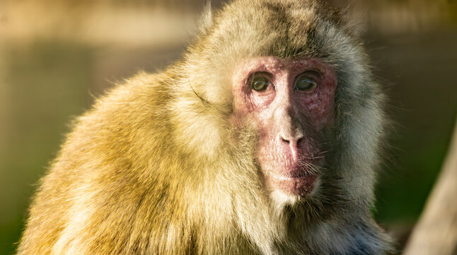 Old Japanese macaque (Macaca fuscata)  portrait looking at camera
