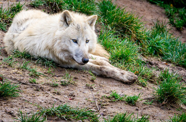 Arctic wolf (Canis lupus arctos) resting on grass in Nature park