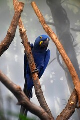 Vertical low angle shot of a hyacinth macaw perched on a tree branch - obrazy, fototapety, plakaty